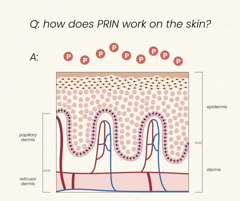 Where Skin Health meets the rest of the body — Prin Skin